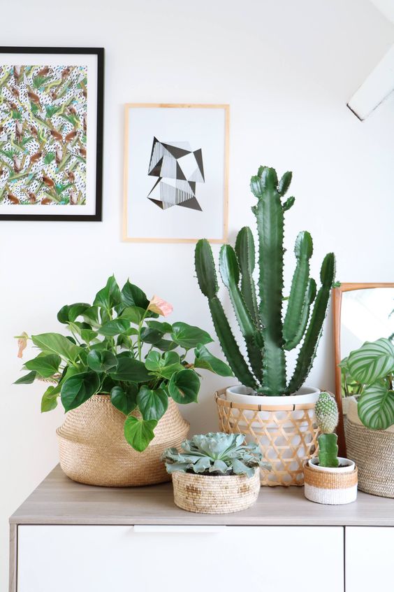 Cactussen accessoires in huis